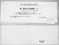 Nectriopsis lecanodes image